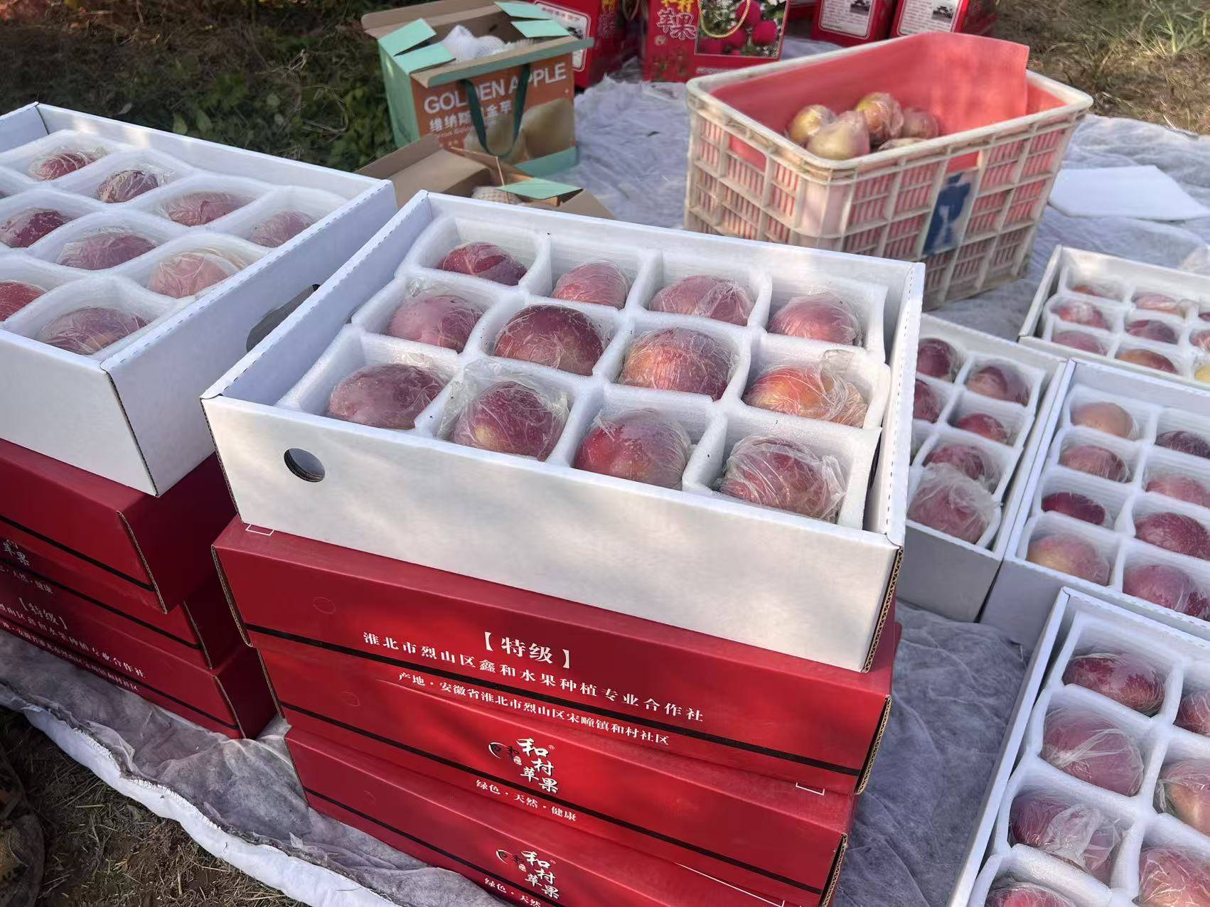 信用网怎么开户
_“淮北为啥不种橘子信用网怎么开户
?”果农:因为我们有更甜的王牌