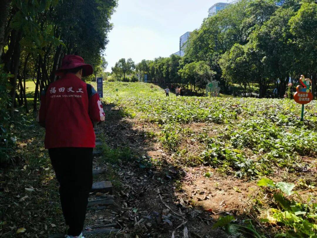 皇冠信用盘会员账号
_深圳市中心竟有一大片“红薯地”皇冠信用盘会员账号
!官方紧急提醒:请勿私挖