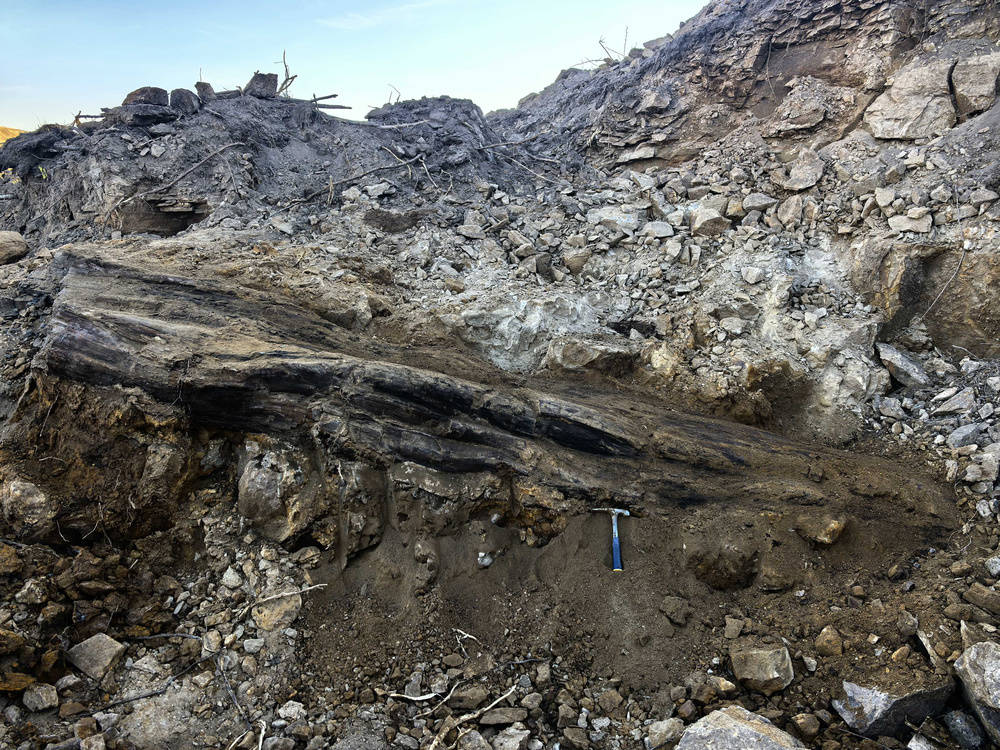 多明尼加共和国 vs 墨西哥_山西省阳泉市太旧高速路改线工程现场发现国家一级重点保护木化石