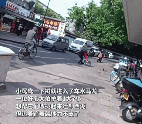 皇冠信用网会员开户申请_杭州闹市区皇冠信用网会员开户申请,女子突然发现一群小鸳鸯在自家水缸喝水,一共11只!她马上做了个决定……
