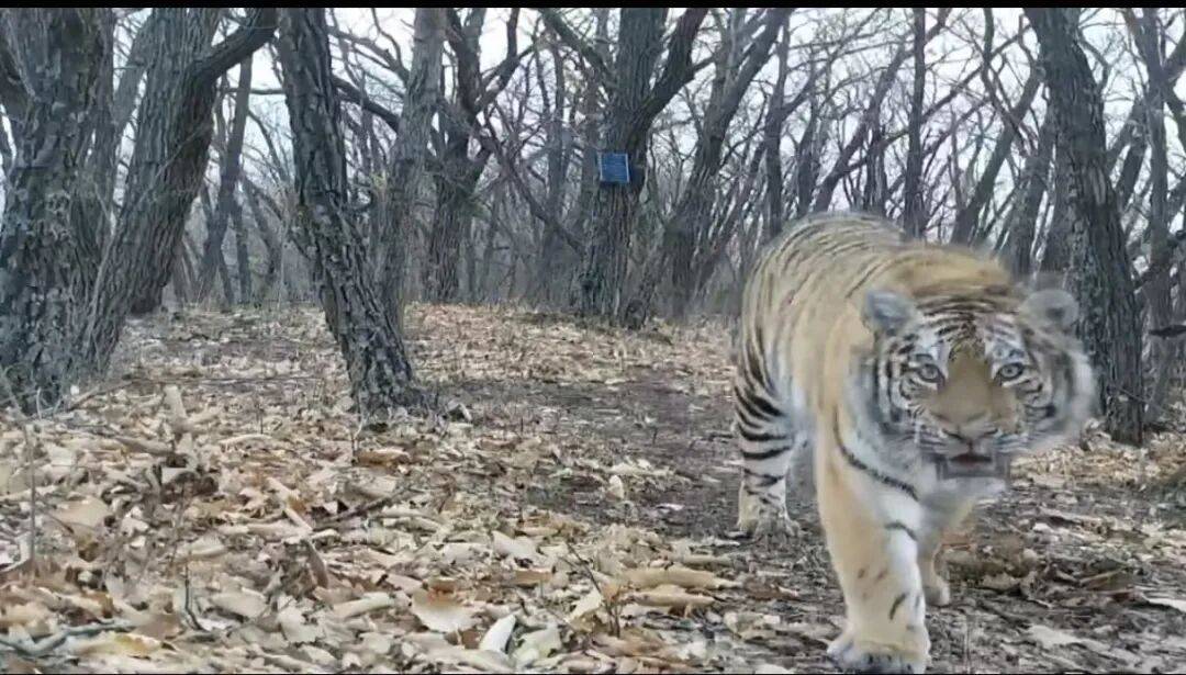 葡萄牙超级联赛
_“‘完达山一号’葡萄牙超级联赛
,或许已经‘脱单’”!